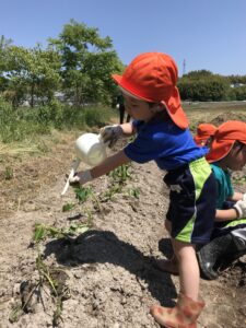 Watering potatoes